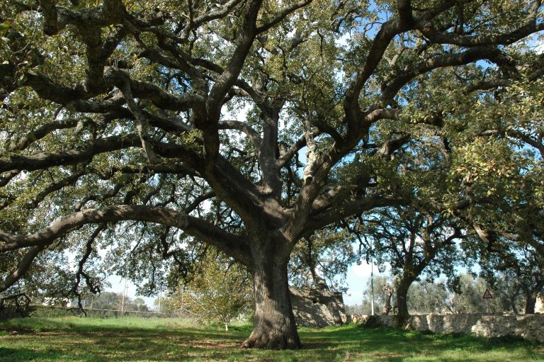 The Vallonea Oak, the Park and Salento’s Centuries-Old Trees