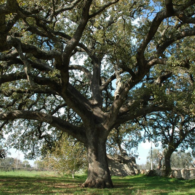 La Quercia Vallonea, il Parco e gli alberi secolari del Salento