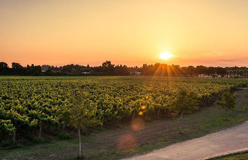 Visita con degustazione di vini presso Tenuta Corallo ad Otranto